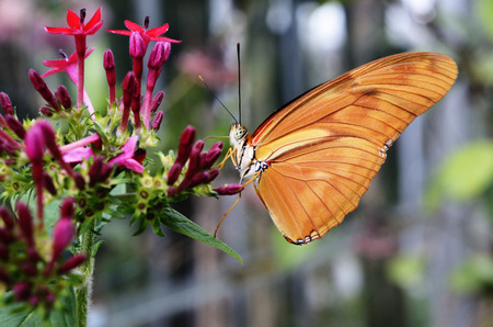 butterfly Dryas Julia on a flower in the sunlightの写真素材