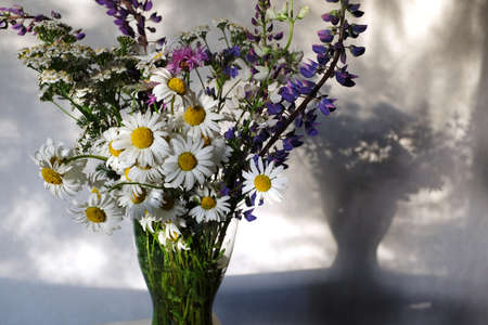 pleven flowers, lupines and daisies in a glass vaseの写真素材