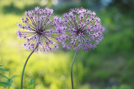Allium two flowers on a sunny day