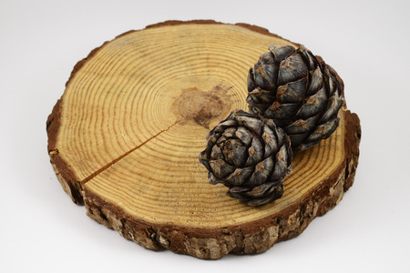 wooden circle with a split cut of the log and two pine cones, white background