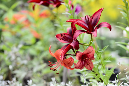 red lily in a sunny garden, horizontalの写真素材