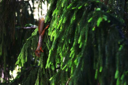 squirrel on the branches of a fir tree in the forest