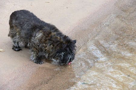 dog drinks water on the sandy shore