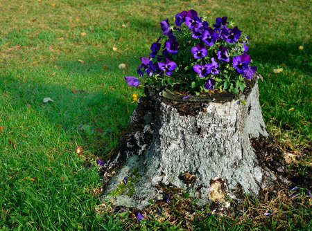 blooming pansies on the tree stump and green lawnの写真素材