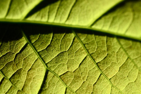 close up of green leaf texture, natural backgroundの写真素材