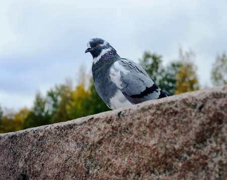 lonely dove in the city on a granite slabの写真素材
