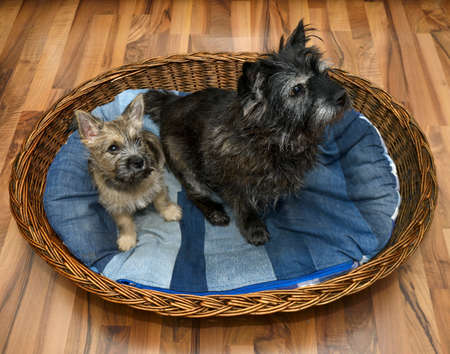 an elderly dog Cairn Terrier and a Cairn Terrier cute puppy are sitting in the same basketの写真素材