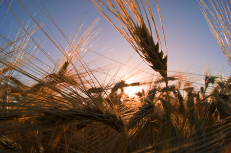 Wheat field. Ears of golden wheat closeup. Rich harvest Conceptの写真素材