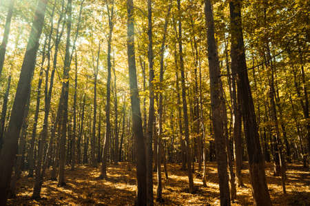 beautiful forestの写真素材