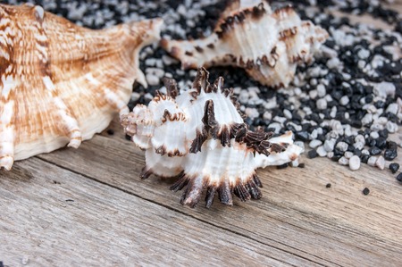 seashells on a wooden backgroundの写真素材