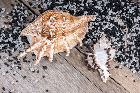 seashells on a wooden 