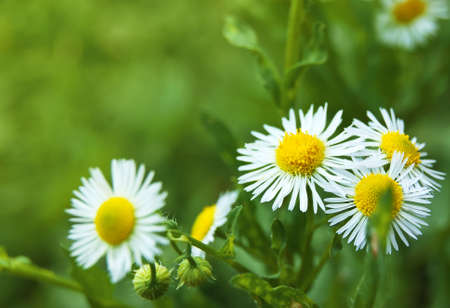 white wild flowers on a green backgroundの写真素材