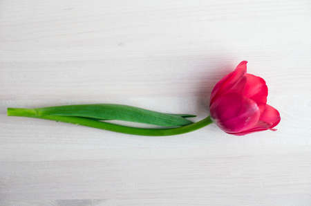 tulipの写真素材