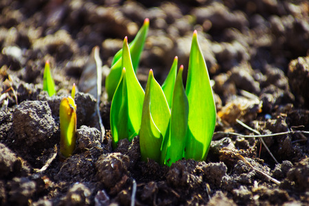 Macro view of sprout growing from seed, spring conceptの写真素材