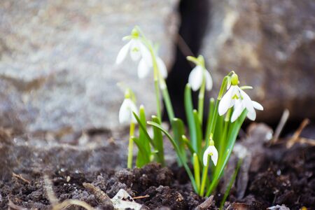 snowdropの写真素材