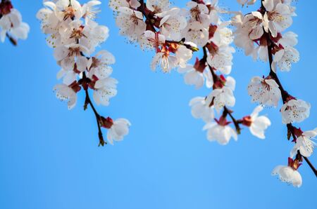 White apricot flowers with blue sky background