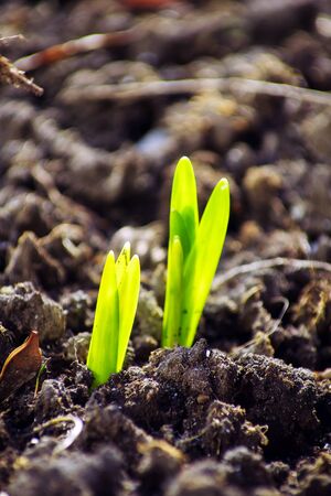 Macro view of sprout growing from seed, spring conceptの写真素材