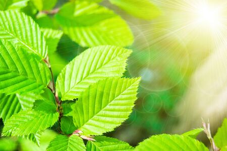 green leaves on the green backgrounds