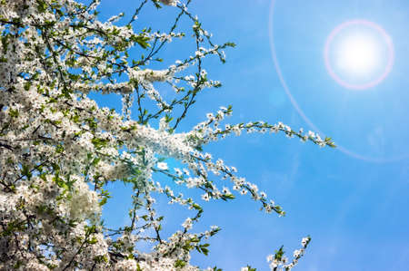 Spring, blue sky and a flowering tree.