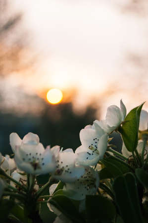 closeup of the pear blossom in spring on the Sunsetの写真素材