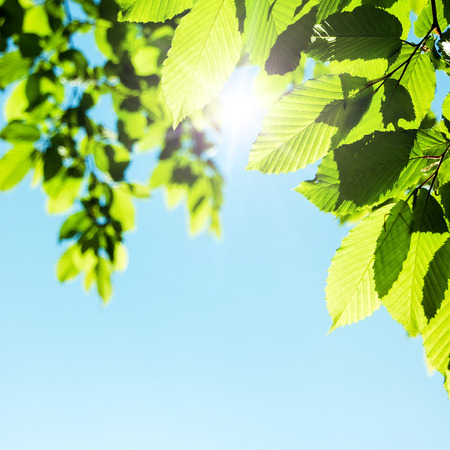 Green leaves and sunの写真素材