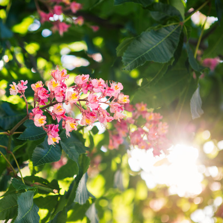 Pink flower of chestnut treeの写真素材