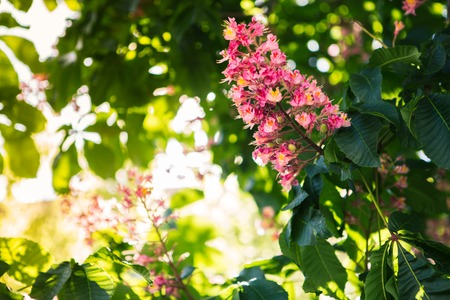 Pink flower of chestnut treeの写真素材