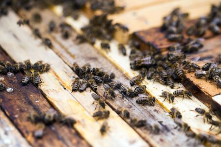 Busy bees, close up view of the working bees on honeycomb. Bees close up showing some animals and honeycomb structure.の写真素材