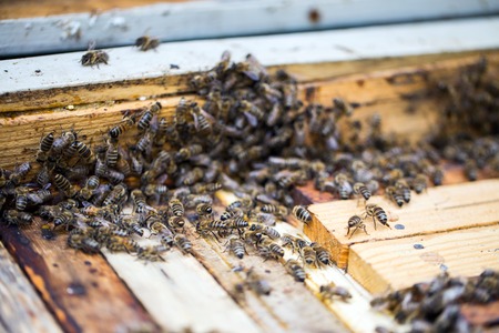 Busy bees, close up view of the working bees on honeycomb. Bees close up showing some animals and honeycomb structure.の写真素材