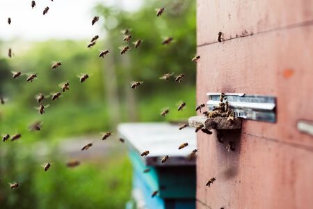 Honey bees swarming and flying around their beehiveの写真素材