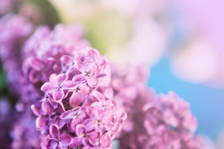 spring lilac  flowers, natural abstract  soft floral background