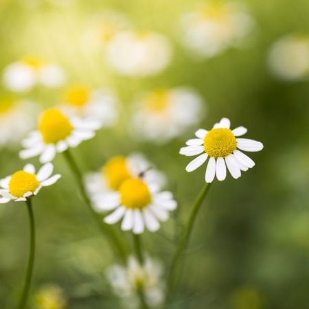 White chamomile  meadow / chamomile fieldの写真素材