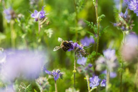 Bee on the phacelia flowerの写真素材