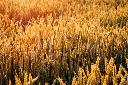  yellow wheat field on the sunsetの写真素材