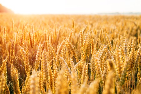 yellow wheat field on the sunset の写真素材