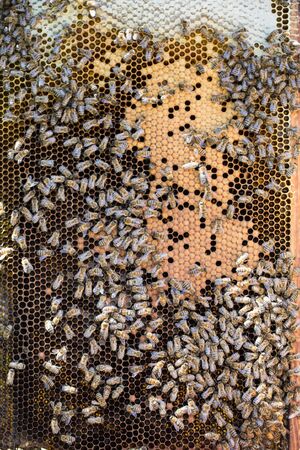 Frame with bees wax