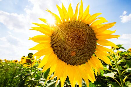 sunflower with blue sky and sky. Summer landscapeの写真素材