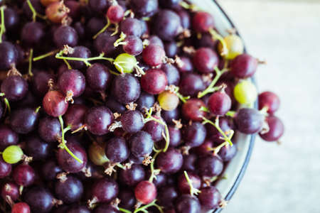 currant with gooseberriesの写真素材