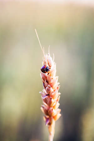 a ladybug climbing on a wheat ears