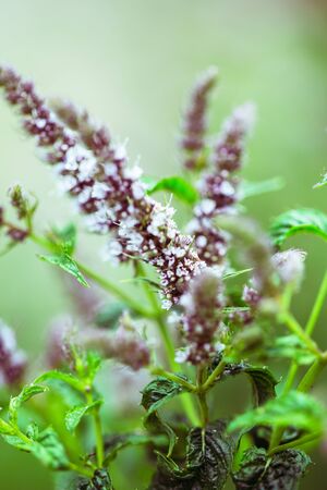 Fresh mint flowers in gardenの写真素材