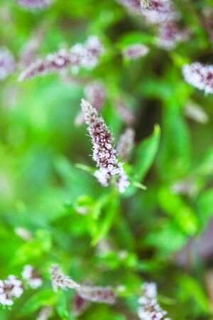 Fresh mint flowers in gardenの写真素材