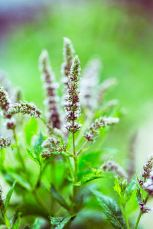 Fresh mint flowers in garden