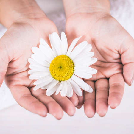 camomile in the hands of a girlの写真素材