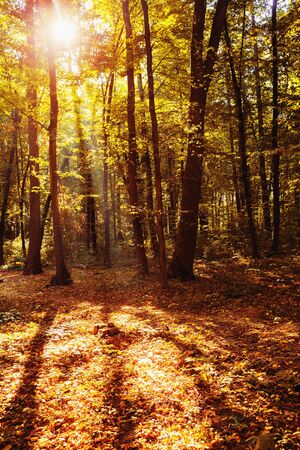 autumn forestの写真素材