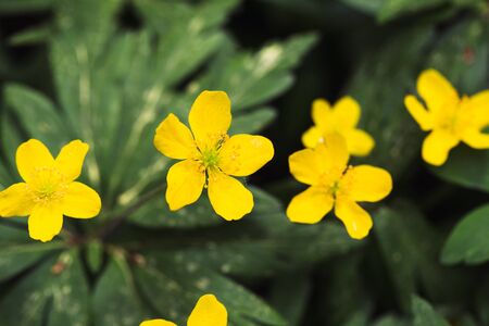 yellow flowers in the wild
