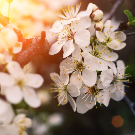 Spring blossom flowers apricotの写真素材