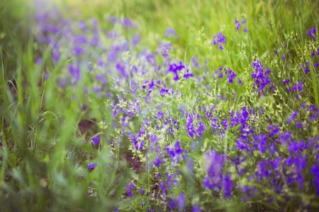 Purple Alpine Fireweed closeup in last summerの写真素材