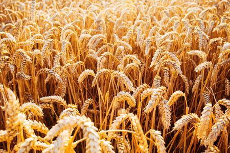 Wheat field. Ears of golden wheat close up. Beautiful Nature Sunset Landscape. Rural Scenery under Shining Sunlight. Background of ripening ears of meadow wheat field. Rich harvest Conceptの写真素材