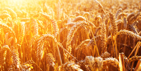 Wheat field. Ears of golden wheat close up. Beautiful Nature Sunset Landscape. Rural Scenery under Shining Sunlight. Background of ripening ears of meadow wheat field. Rich harvest Conceptの写真素材