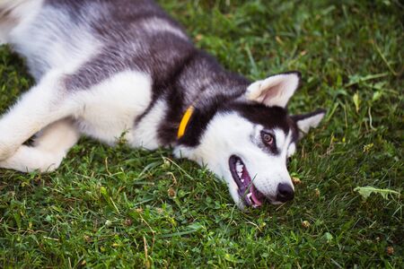 Siberian Husky. The Siberian Husky rests on the grass.の写真素材